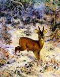Young stag in snow